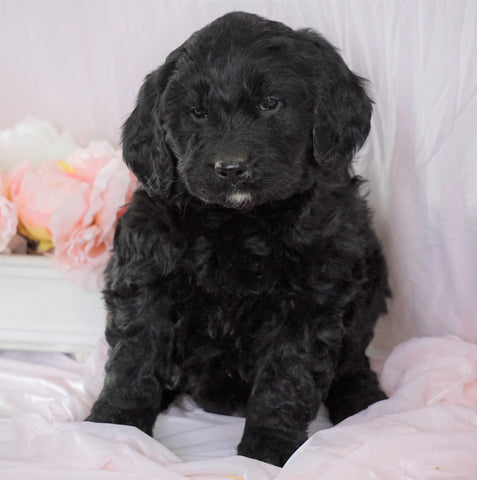 Newfypoo (Standard) For Sale Millersburg, OH Female- Maddy