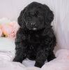 Newfypoo (Standard) For Sale Millersburg, OH Female- Maddy