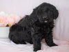 Newfypoo (Standard) For Sale Millersburg, OH Female- Maddy