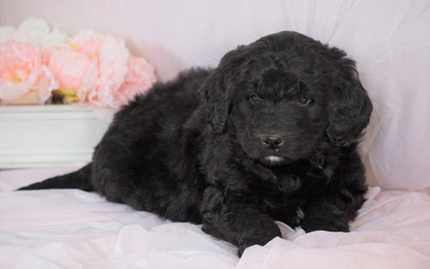 Newfypoo (Standard) For Sale Millersburg, OH Male- Romeo