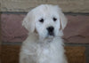 AKC Registered English Cream Golden Retriever For Sale Fredericksburg, OH Female- Juliet