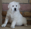 AKC Registered English Cream Golden Retriever For Sale Fredericksburg, OH Male- Romeo