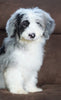 F1 Medium Sheepadoodle For Sale Wooster, Male- Logan