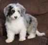 F1 Medium Sheepadoodle For Sale Wooster, Male- Logan