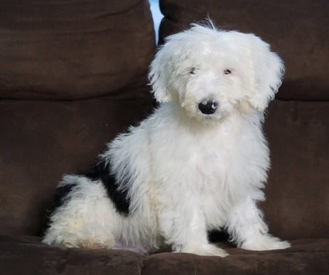 F1 Medium Sheepadoodle For Sale Wooster, OH Male- Dylan