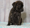 Cane Corso (Italian Mastiff) For Sale Fredericksburg, OH Male- Everest