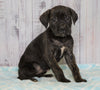 Cane Corso (Italian Mastiff) For Sale Fredericksburg, OH Female- Bella