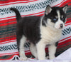 Siberian Husky For Sale Fredericksburg OH, Female - Jody