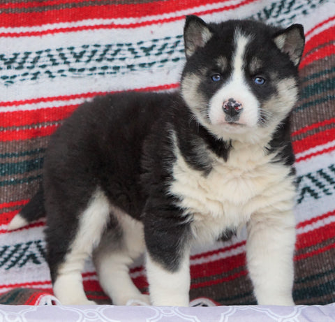 Siberian Husky For Sale Fredericksburg OH, Female - Julie