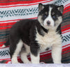 Siberian Husky For Sale Fredericksburg OH, Female - Julie
