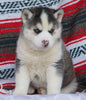 Siberian Husky For Sale Fredericksburg OH, Male - Jorden
