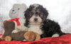 Mini Bernedoodle For Sale Fredericksburg OH, Male - Leo
