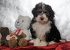 Mini Bernedoodle For Sale Fredericksburg OH, Male - Jasper