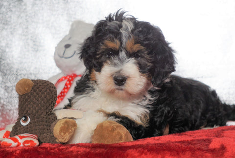 Mini Bernedoodle For Sale Fredericksburg OH, Male - Jasper