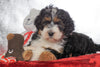 Mini Bernedoodle For Sale Fredericksburg OH, Male - Jasper