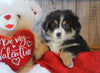 Mini Australian Shepherd For Sale Fredericksburg, OH Female- Callie