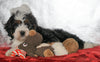 Mini Bernedoodle For Sale Fredericksburg OH, Female - Sofia