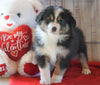 Mini Australian Shepherd For Sale Fredericksburg, OH Male- Easton