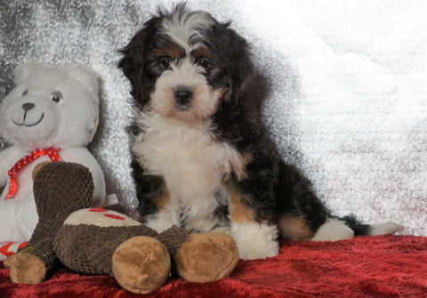 Mini Bernedoodle For Sale Fredericksburg OH, Female - Sofia