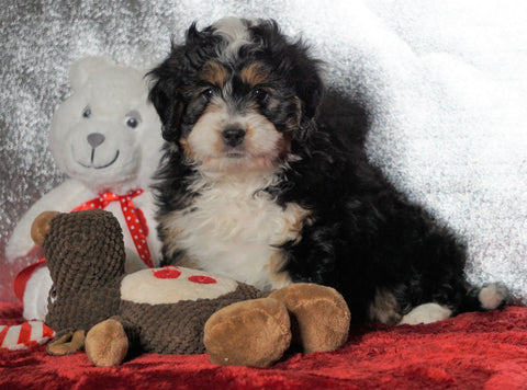 Mini Bernedoodle For Sale Fredericksburg OH, Female - Ellie