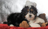Mini Bernedoodle For Sale Fredericksburg OH, Female - Ellie