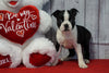 ACA Registered Boston Terrier For Sale Warsaw, OH Female- Casey