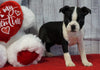 ACA Registered Boston Terrier For Sale Warsaw, OH Female- Casey