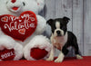 ACA Registered Boston Terrier For Sale Warsaw, OH Female- Elsa