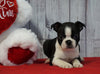 ACA Registered Boston Terrier For Sale Warsaw, OH Female- Elsa