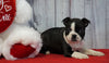 ACA Registered Boston Terrier For Sale Warsaw, OH Female- Haley