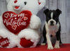 ACA Registered Boston Terrier For Sale Warsaw, OH Female- Jenny
