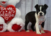 ACA Registered Boston Terrier For Sale Warsaw, OH Female- Jenny