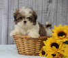 Shih Tzu For Sale Warsaw, OH Male - Titan