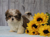 Shih Tzu For Sale Warsaw, OH Male - Titan