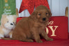 AKC Registered Golden Retriever For Sale Loudenville OH, Female - Sofia