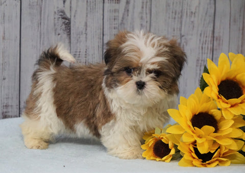 Shih Tzu For Sale Warsaw, OH Male - Titan