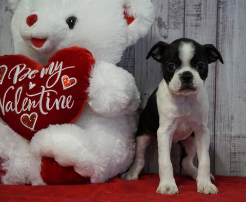 ACA Registered Boston Terrier For Sale Warsaw, OH Female- Callie