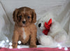 AKC Registered Cavalier King Charles Spaniel For Sale Holmesville, OH Female- Ashley