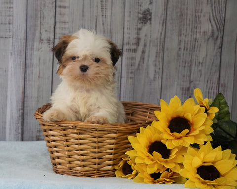 Shih Tzu For Sale Warsaw, OH Female - Ellie