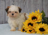 Shih Tzu For Sale Warsaw, OH Female - Ellie