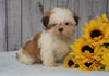 Shih Tzu For Sale Warsaw, OH Female - Ellie