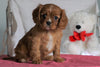 AKC Registered Cavalier King Charles Spaniel For Sale Holmesville, OH Female- Ashley