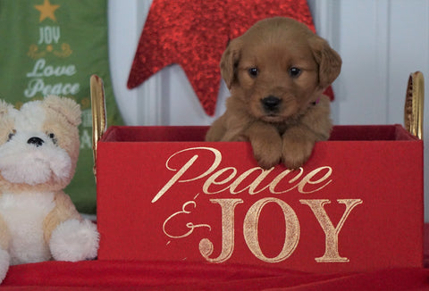 AKC Registered Golden Retriever For Sale Loudenville OH, Female - Carol