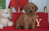 AKC Registered Golden Retriever For Sale Loudenville OH, Female - Carol