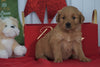 AKC Registered Golden Retriever For Sale Loudenville OH, Female - Charity