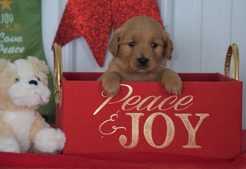 AKC Registered Golden Retriever For Sale Loudenville OH, Female - Charity