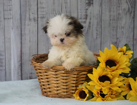 Shih Tzu For Sale Warsaw, OH Female - Juliet