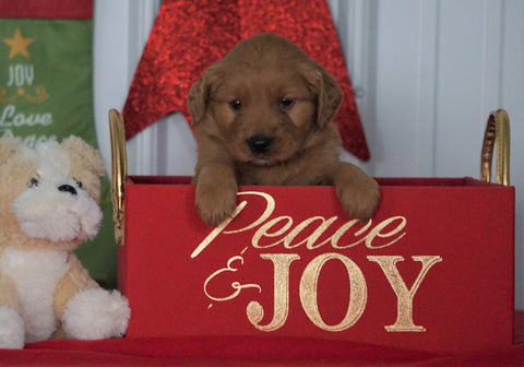 AKC Registered Golden Retriever For Sale Loudenville OH, Male - Blaine