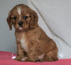 AKC Registered Cavalier King Charles Spaniel For Sale Holmesville, OH Female- Amber