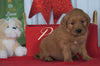 AKC Registered Golden Retriever For Sale Loudenville OH, Male - Blaine